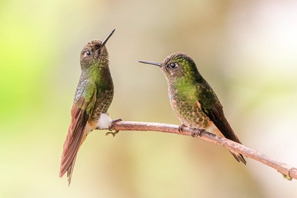Ecuador Hummingbirds | Julie Horton Photography